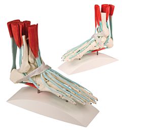 Esqueleto do pé com ligamentos