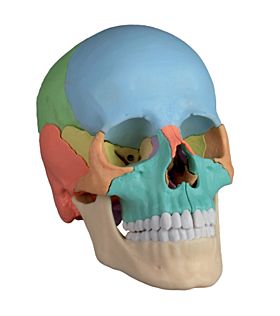 Crânio osteopático