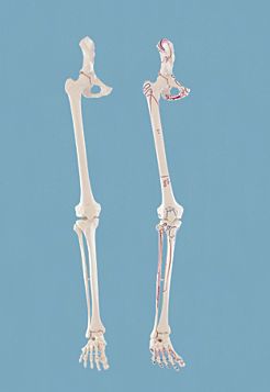 Esqueleto da perna