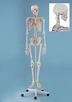 Esqueleto com pintura dos músculos