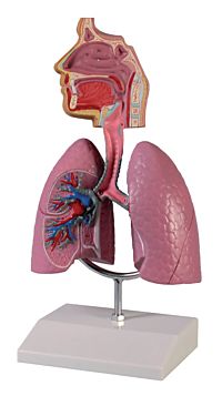 Sistema respiratório humano