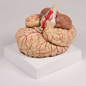 Cérebro com artérias