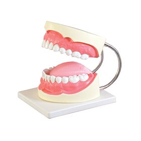 Modelo de higiene oral