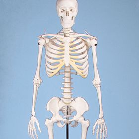 Esqueleto em miniatura