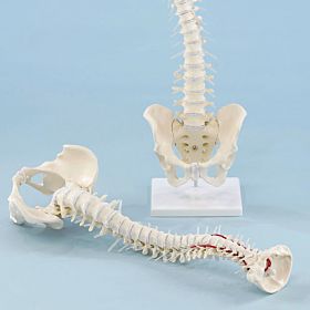 Coluna vertebral com pelvis