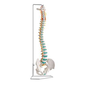 Coluna vertebral flexível