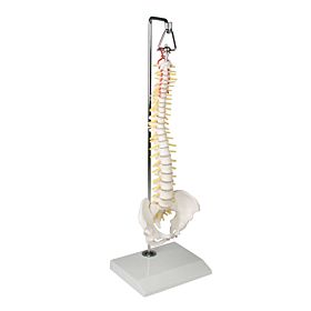 Coluna vertebral em miniatura