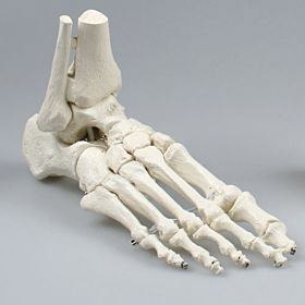 Esqueleto do pé com tíbia e fíbula 