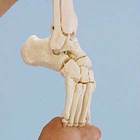 Esqueleto do pé com tíbia e fíbula 